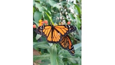 Image for Celebrate the amazing migration story of the ‘Monarch Butterfly’ at Stratford Butterfly Farm!