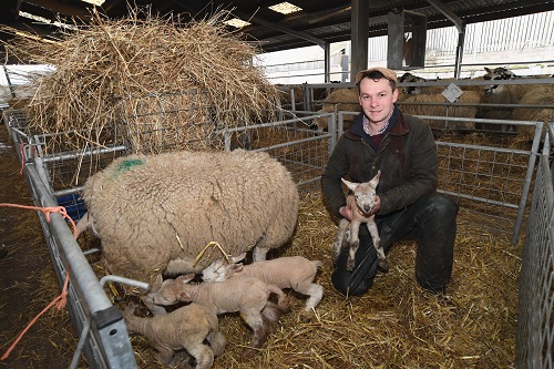 Image for Popular lambing event is live once again