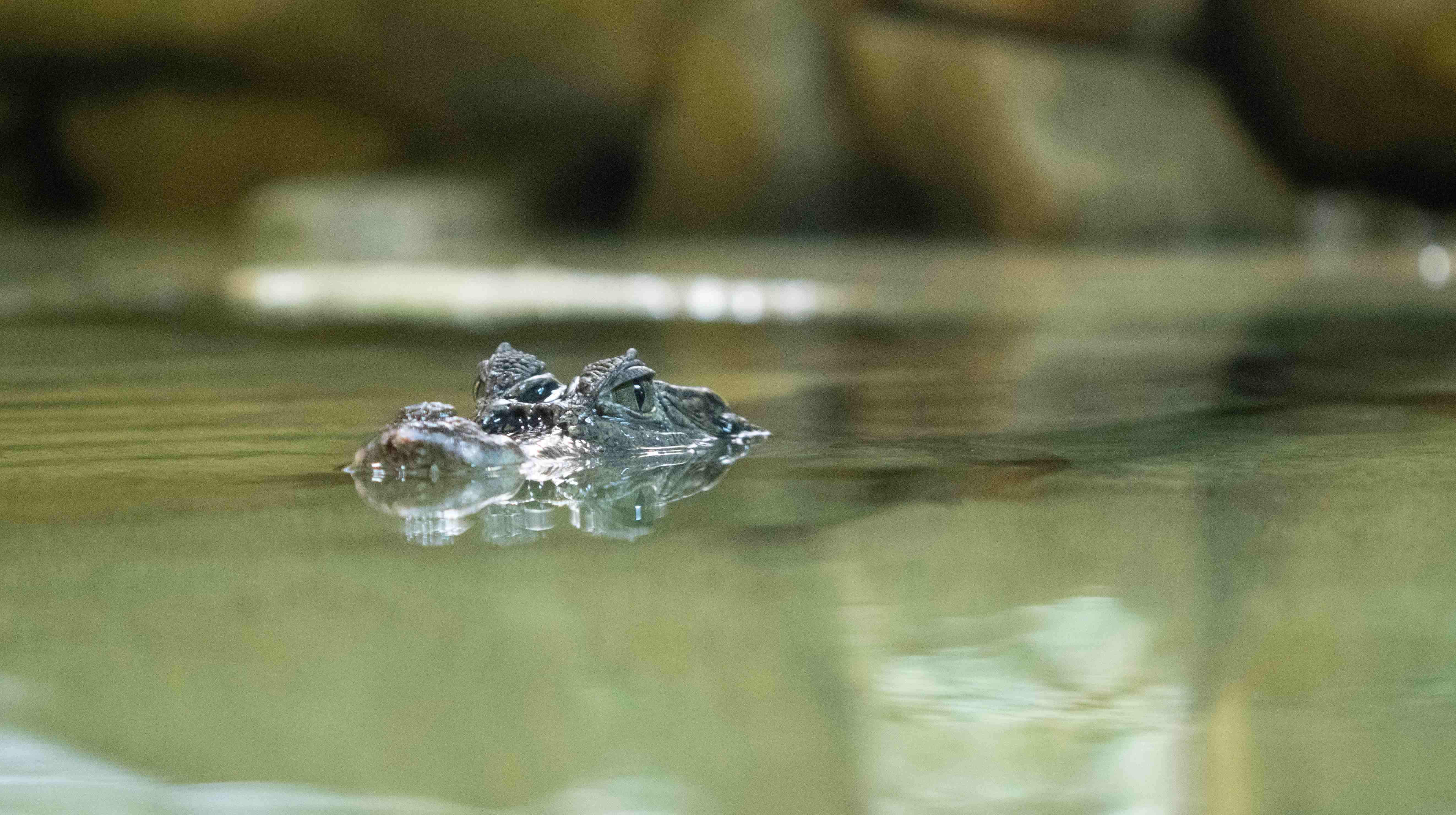 Image for Stratford Butterfly Farm opens new ‘rainforest’ exhibition featuring a Crocodile!