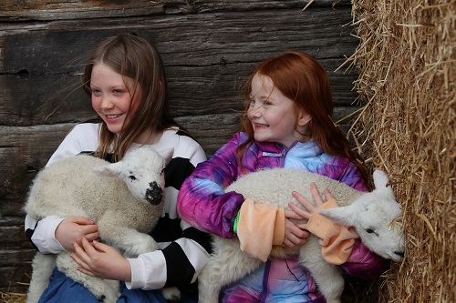 Popular lambing weekend attracts record visitor numbers