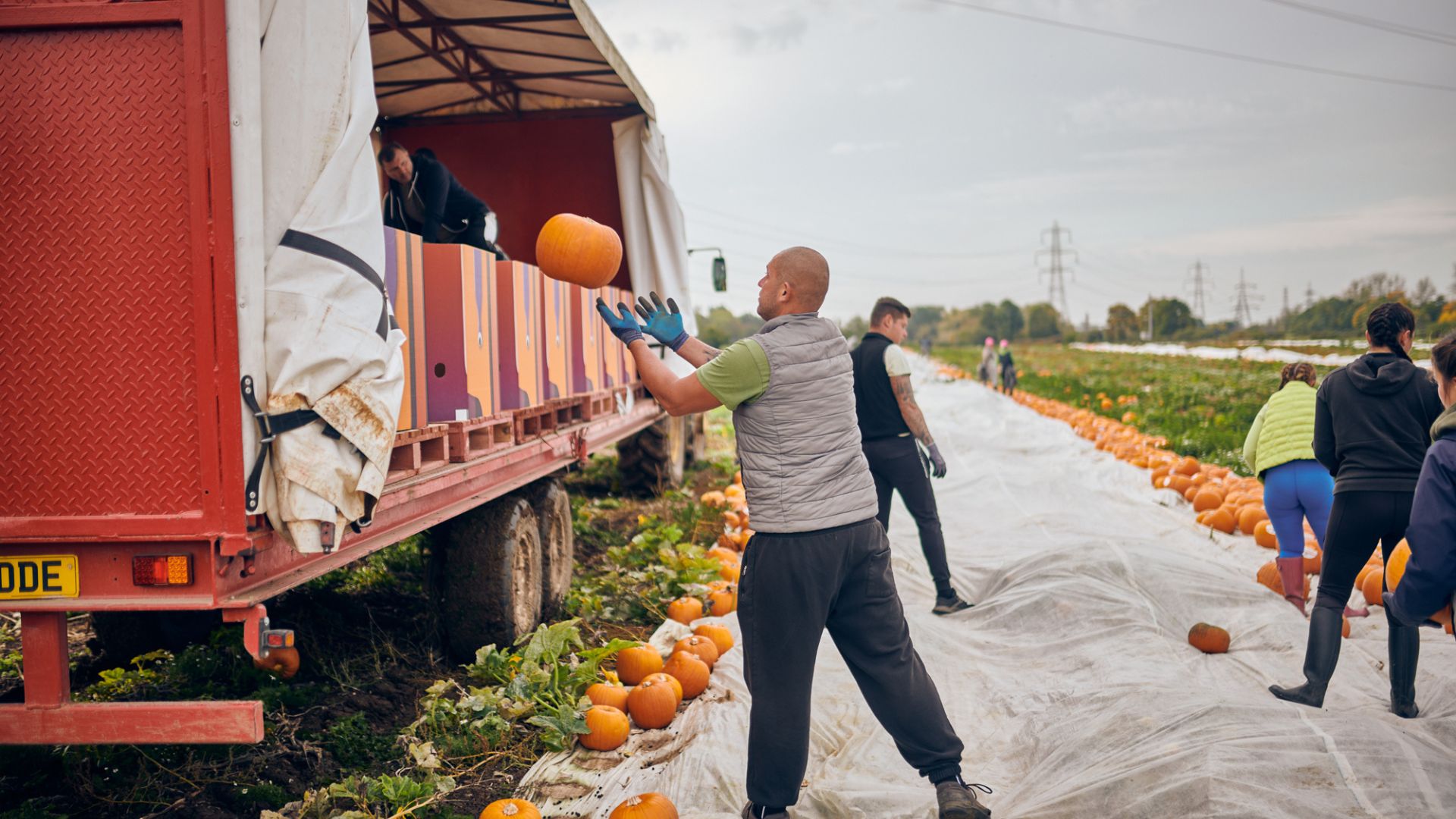 Pumpkin growers feeding UK's Halloween love affair