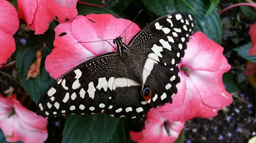 Image for Escape the cold this Christmas for tropical conditions at Stratford Butterfly Farm! 