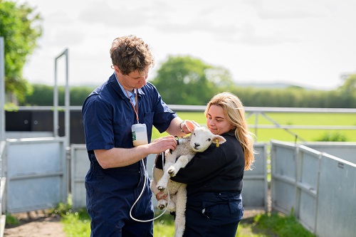 Young farmers at Moreton Morrell College to gain valuable hands-on experience in safely delivering newborn lambs 