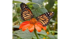 Image for Celebrate the Monarch Butterfly & its link to ‘Day of the Dead’!