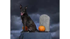Image for A one-day name change for the RSPCA Coventry & District: Really Spooky People Caring for Animals in Coventry
