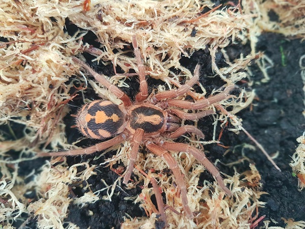 Get up close to a Pumpkin Patch Tarantula this Halloween!