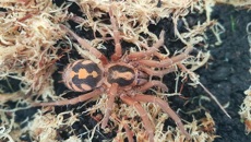 Image for Get up close to a Pumpkin Patch Tarantula this Halloween!