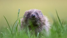 Image for Eco-Homes build ‘Hedgehog Highways’ at Houlton