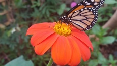 Image for See the stunning Monarch Caterpillar transform into a Butterfly!