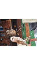 Image for Birds of prey to flock to historic hidden gem this Easter