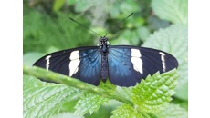 Image for Over 500 tropical plants now on display at Stratford Butterfly Farm!