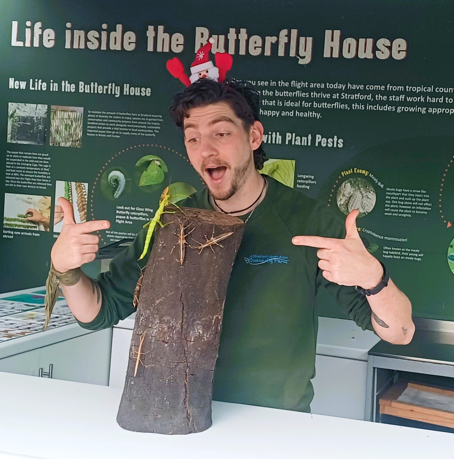 Watch the stunning ‘Blue Morpho’ take flight this Christmas!