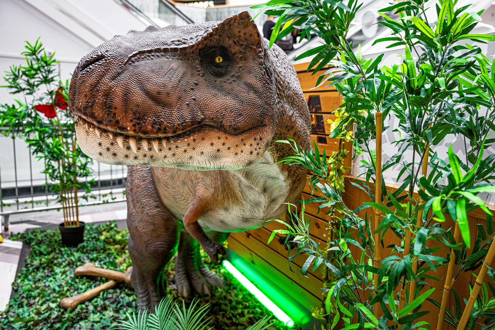 Prehistoric summer events programme roars into Coventry - as Dippy prepares for final summer in the city 