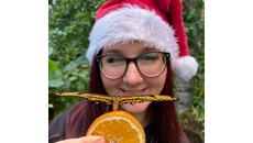 See the stunning Christmas Butterfly in flight at  Stratford Butterfly Farm! 
