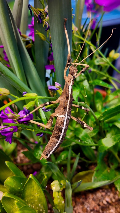 Image for Experience the beauty of the ‘Blue Morpho’ Butterfly this Easter!
